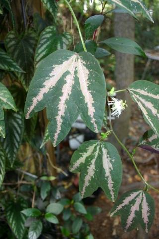 http://www.cloudjungle.com/cloudjungle/Passifloraceae/Passiflora/Passiflora trifasciata.jpg